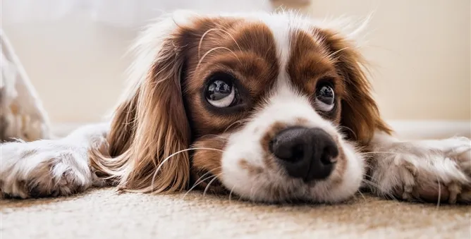 How to choose dogs or cats harnesses?