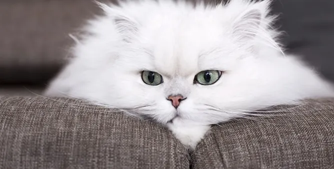 Funny cat stick